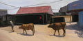 Cows in Vietnam
