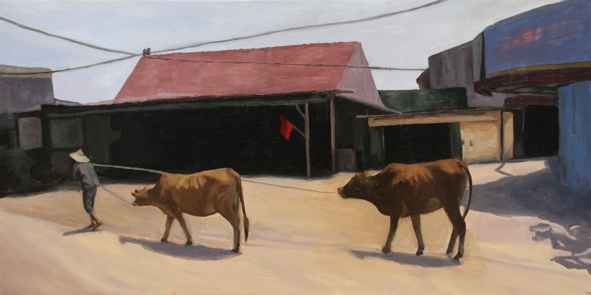 Cows in Vietnam